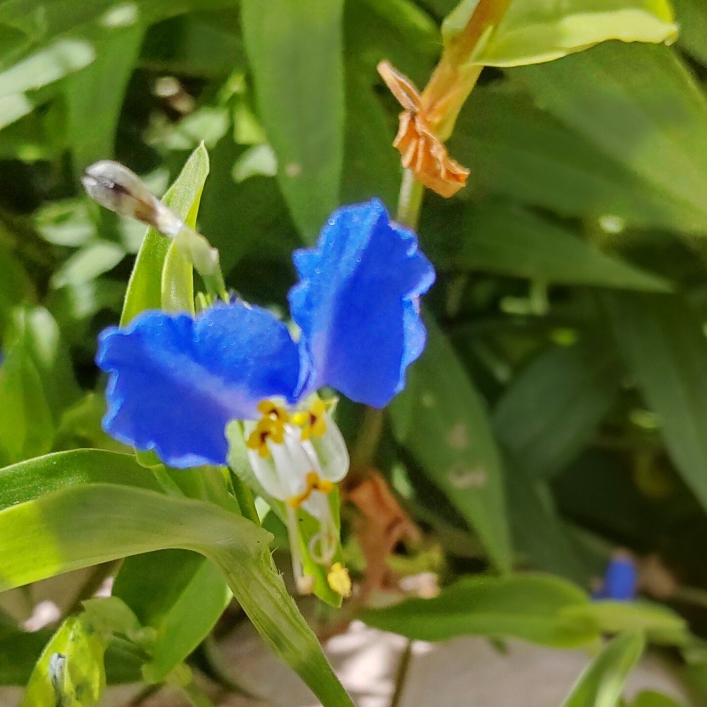 開花です！露草の花言葉は、「尊敬」「恋の心変わり」「懐かしい関係」などです。