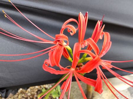 「9月の道端の猛毒植物」赤くて妖艶で美しい顔して、別名「地獄花」！危険と不思議がいっぱいの植物ーー！