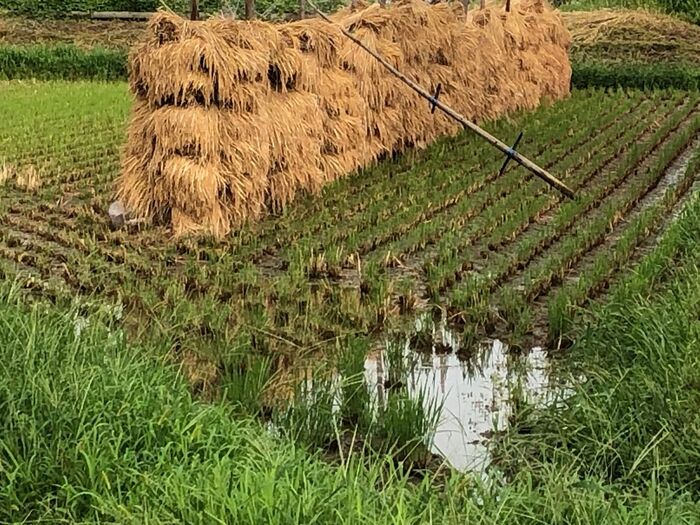 農家さんの中には、このように稲を干す方もいらっしゃるんです♪