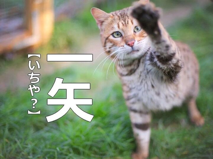 【一矢】を「イチヤ」と読むと笑われます!【読めないと恥ずかしい漢字クイズ】