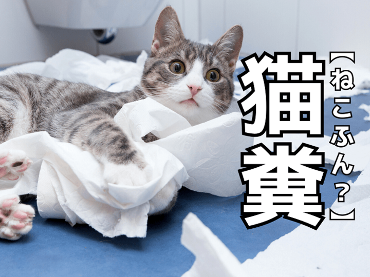 【猫糞】は「ねこのふん」ではありません(笑)。意外な読み方知ってる?【読めないと恥ずかしい漢字クイズ】