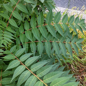 【9月の道端の危険雑草】天国の木とも呼ばれる「ニワウルシ」！触るとかぶれる？花言葉は「神の力」他。