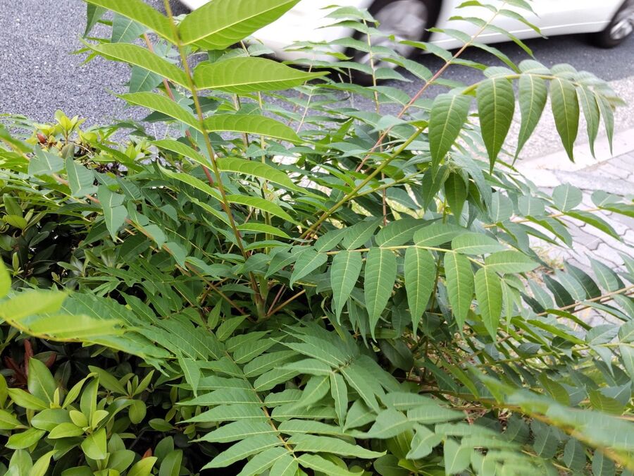 【9月の道端の危険雑草】天国の木とも呼ばれる「ニワウルシ」!触るとかぶれる?花言葉は「神の力」他。|園芸のアイデア|暮らしニスタ
