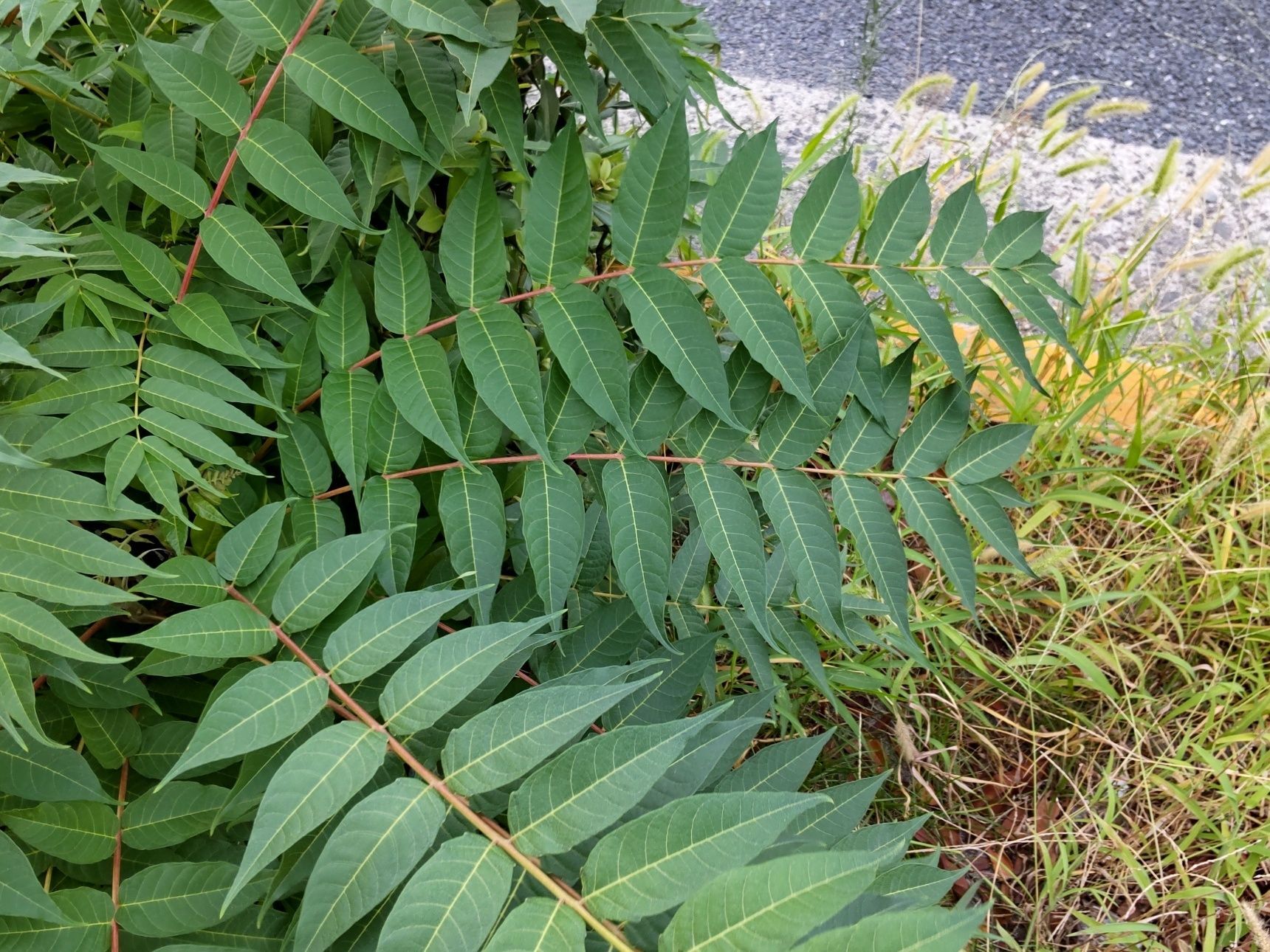 この植物は「二ワウルシ」別名「シンジュ（神樹）」です。