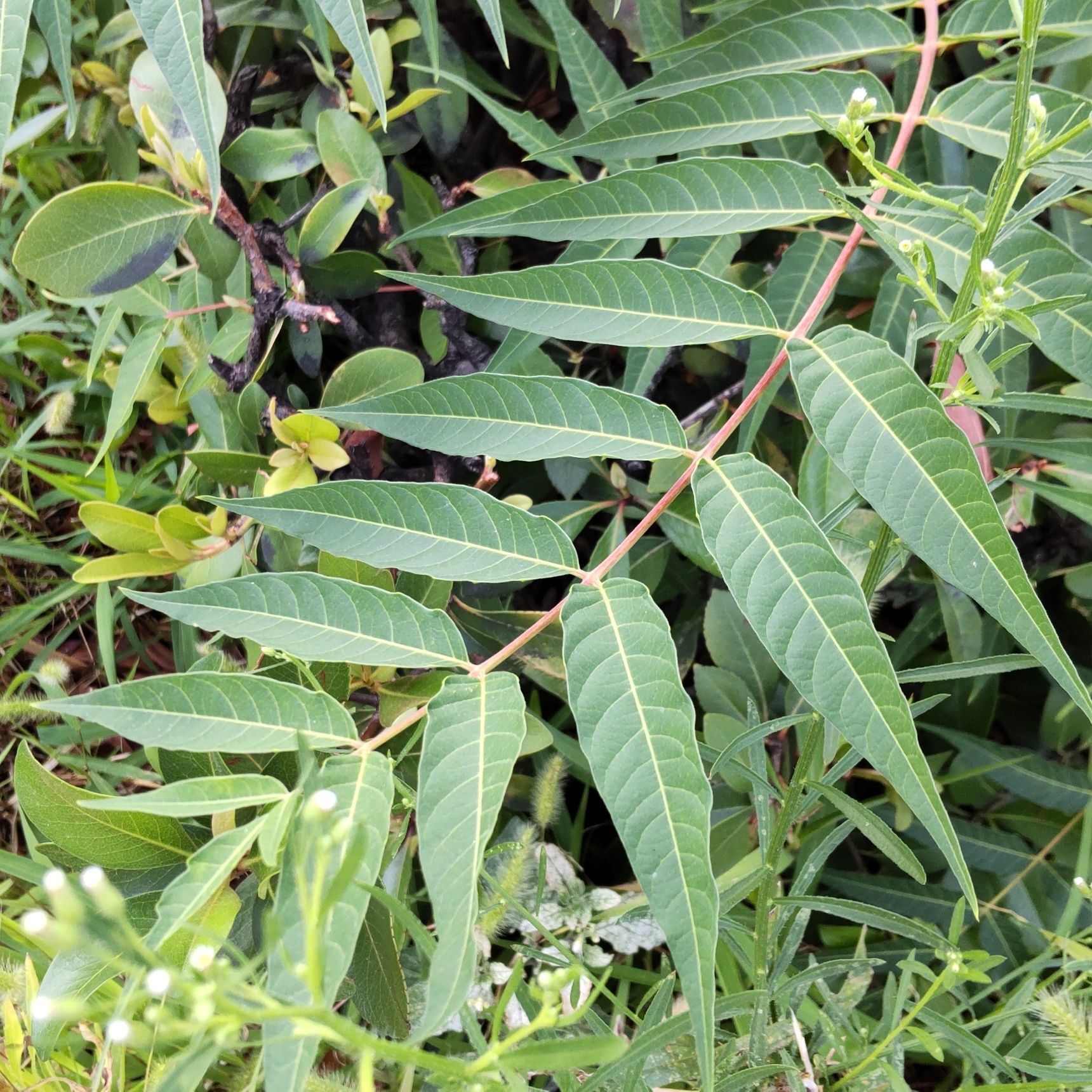 明治初期に渡来、葉はシンジュサン（神樹蚕）の食草でした。