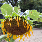 「9月末の道端」怖い！頭を垂れ下を向く枯れたひまわりの花言葉は？大輪のひまわりの花言葉がヤバい！