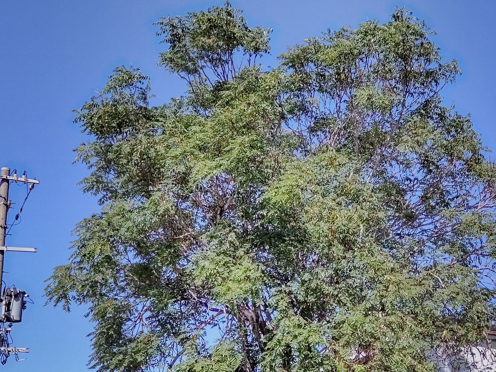 都会の空き家に、お家の屋根をこえた大木がありますが…