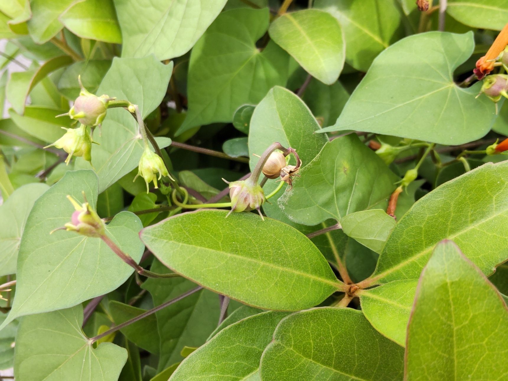 果実は、5～8mmほどの球形の蒴果です