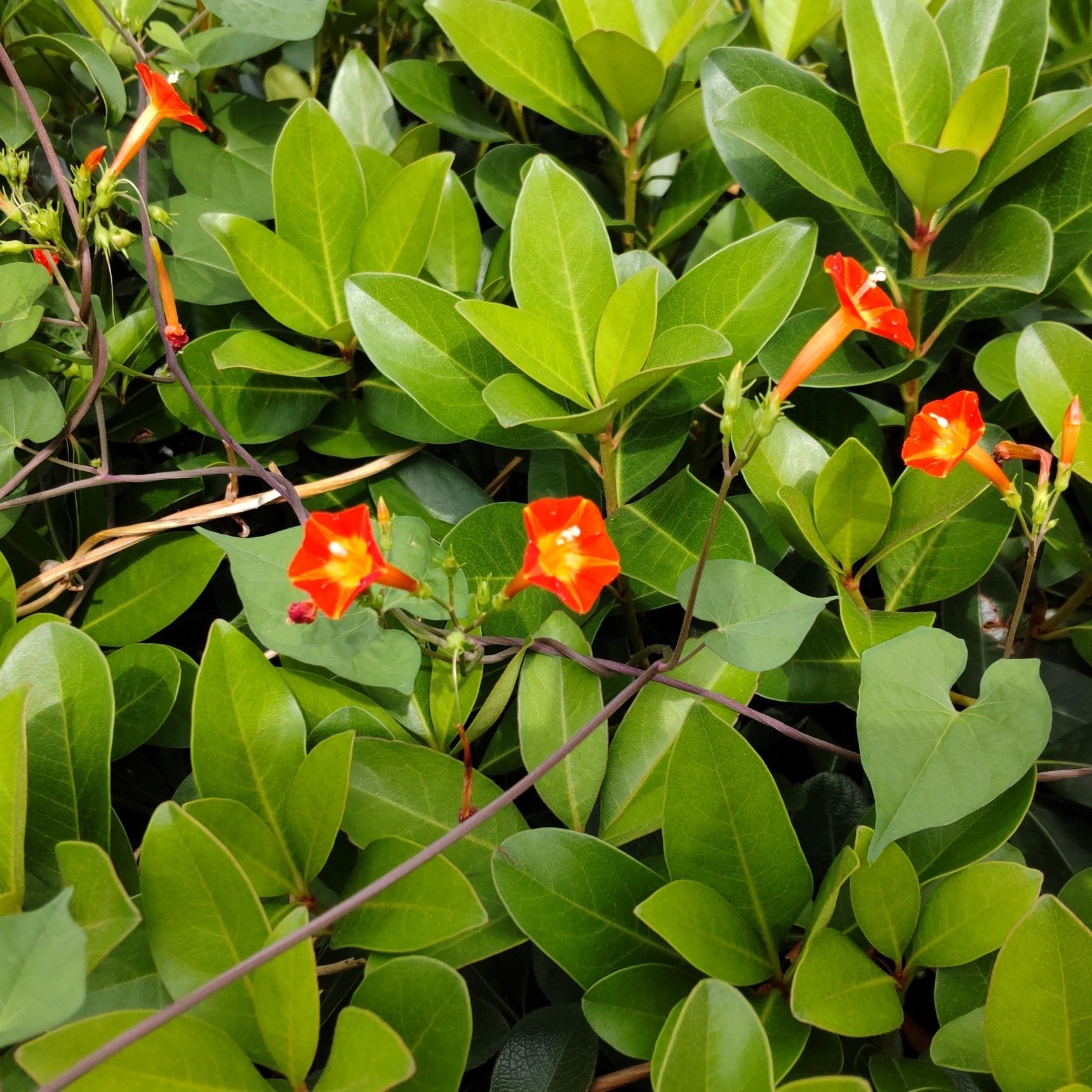 この植物は「マルバルコウ（丸葉縷紅草）」です。別名は、「ルコウアサガオ （縷紅朝顔）」「ツタノハルコウ（蔦葉縷紅）」