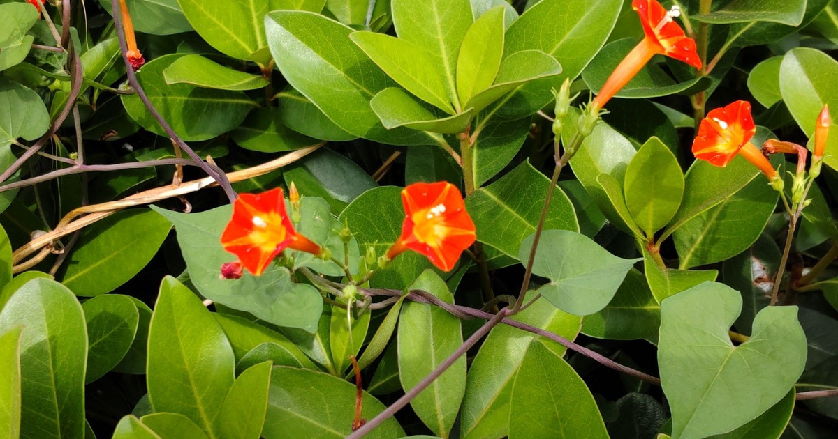 10月の道端の有毒雑草】お子様注意！花言葉は「常に愛らしい 