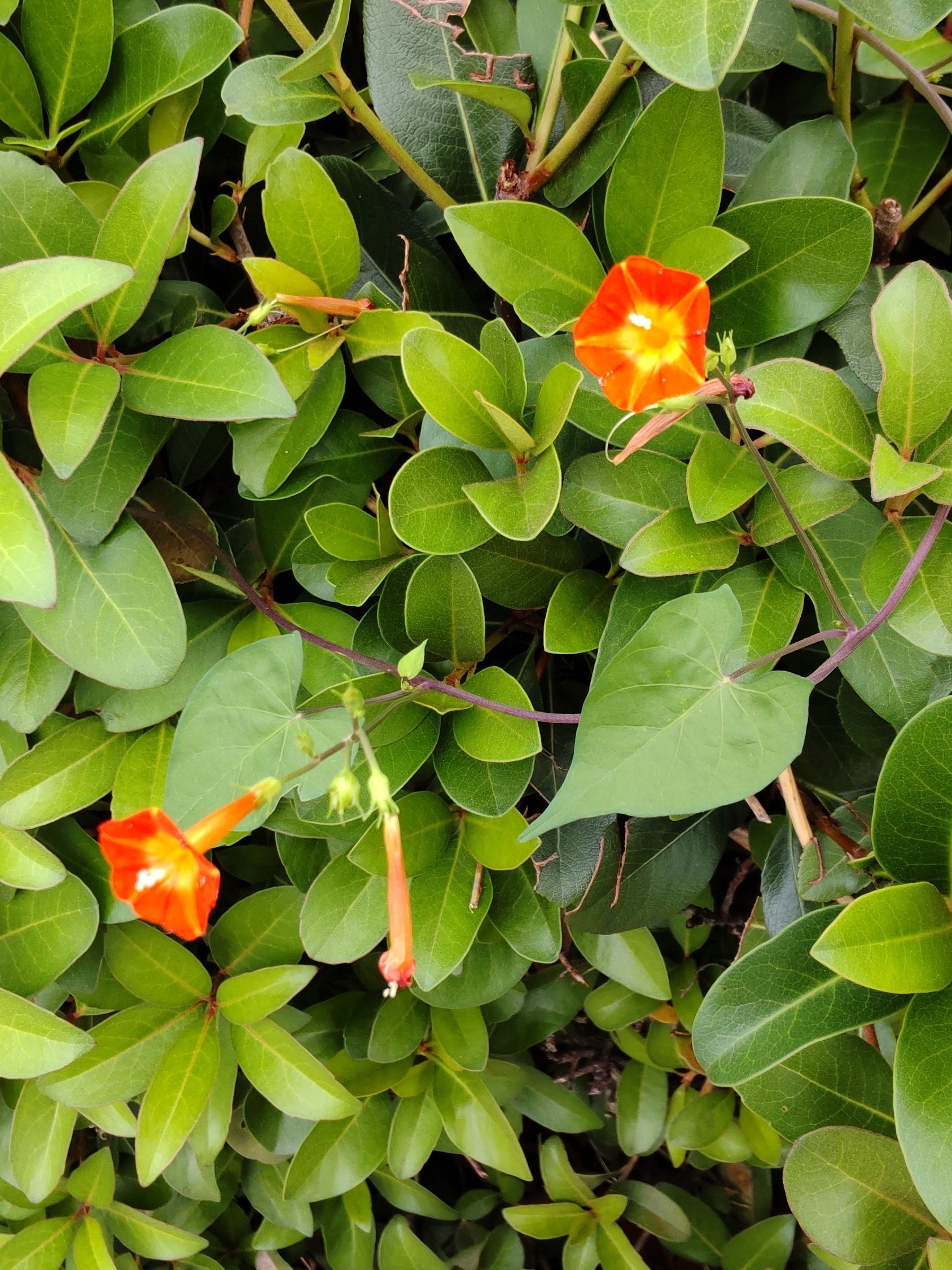 10月の道端の有毒雑草】お子様注意！花言葉は「常に愛らしい」「マルバルコウ」の毒性はどこにある？｜園芸のアイデア｜暮らしニスタ