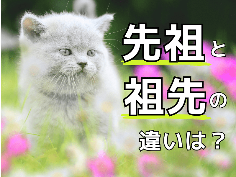 「先祖」と「祖先」の違いってわかる？その使い分け、間違ってるかも…！【意外と知らない日本語】