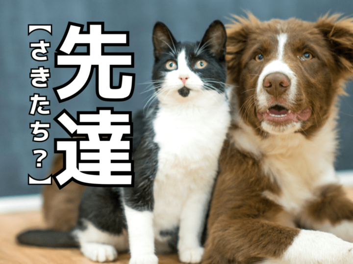 【先達】を「さきたち」と読んだら笑われます!【読めないと恥ずかしい漢字クイズ】