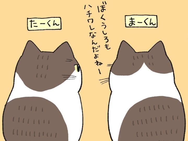 キジ+白のチームメンバー【てらねこミー子の日常】