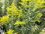 【10月の道端の危険な雑草】秋の花粉粉の原因ではない？昔懐かしい外来種の「セイタカアワダチソウ」