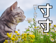 【寸寸】を「すんすん」と読むと笑われます！【読めないと恥ずかしい漢字クイズ】