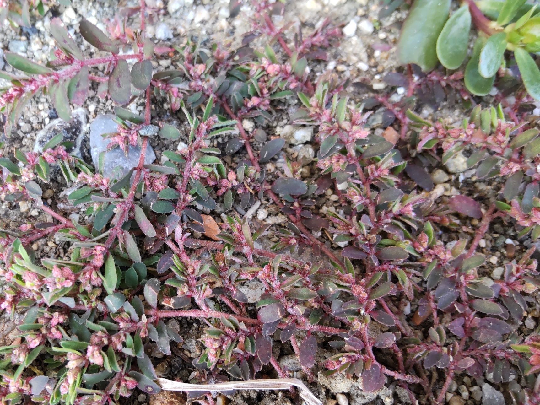 【11月道端の有毒植物】お子様注意！赤しそみたいな赤紫色だけど、食べちゃダメ！秋の「ボンド草」変異！