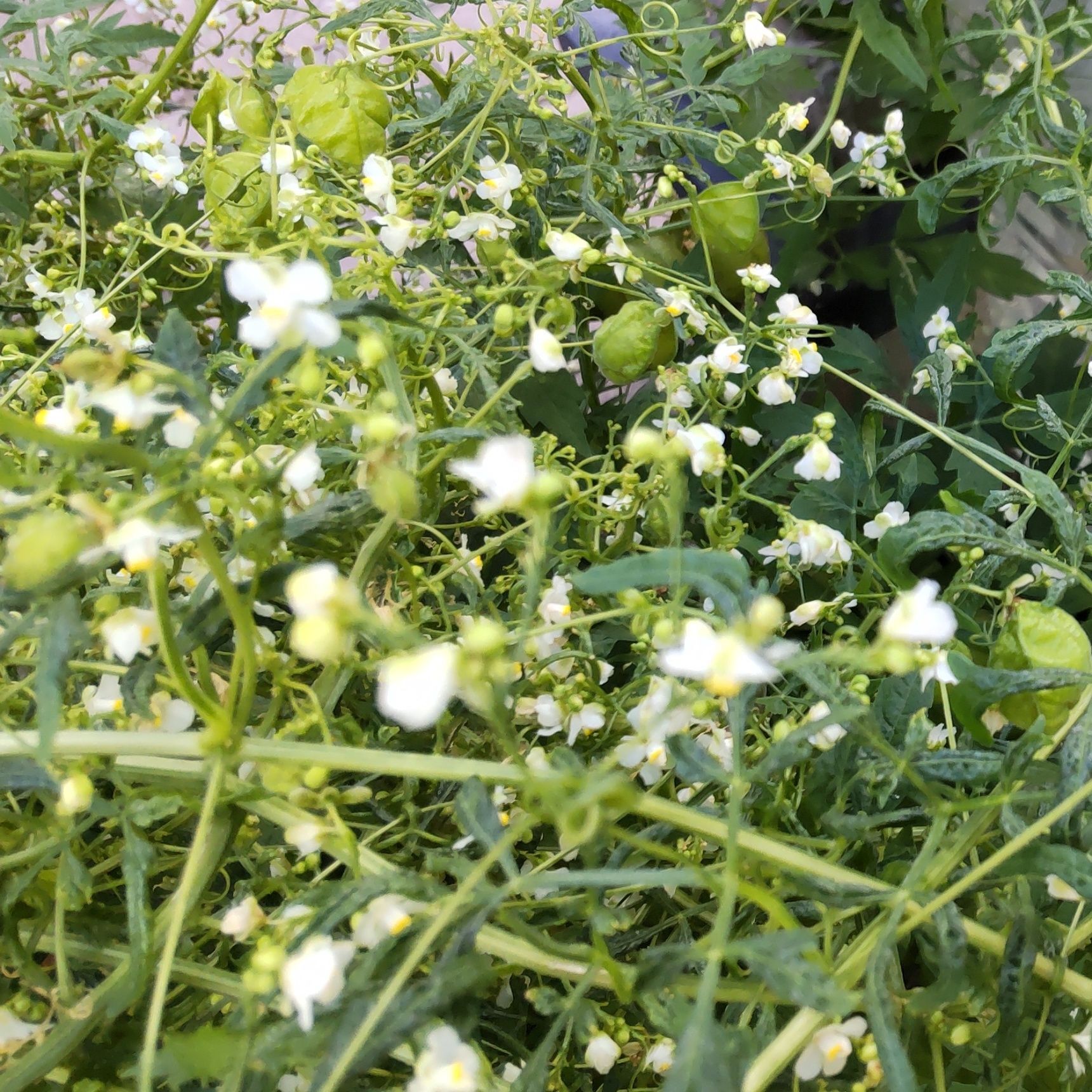 ラッキーなことに、小花と果実が同時に鑑賞できましたよ。