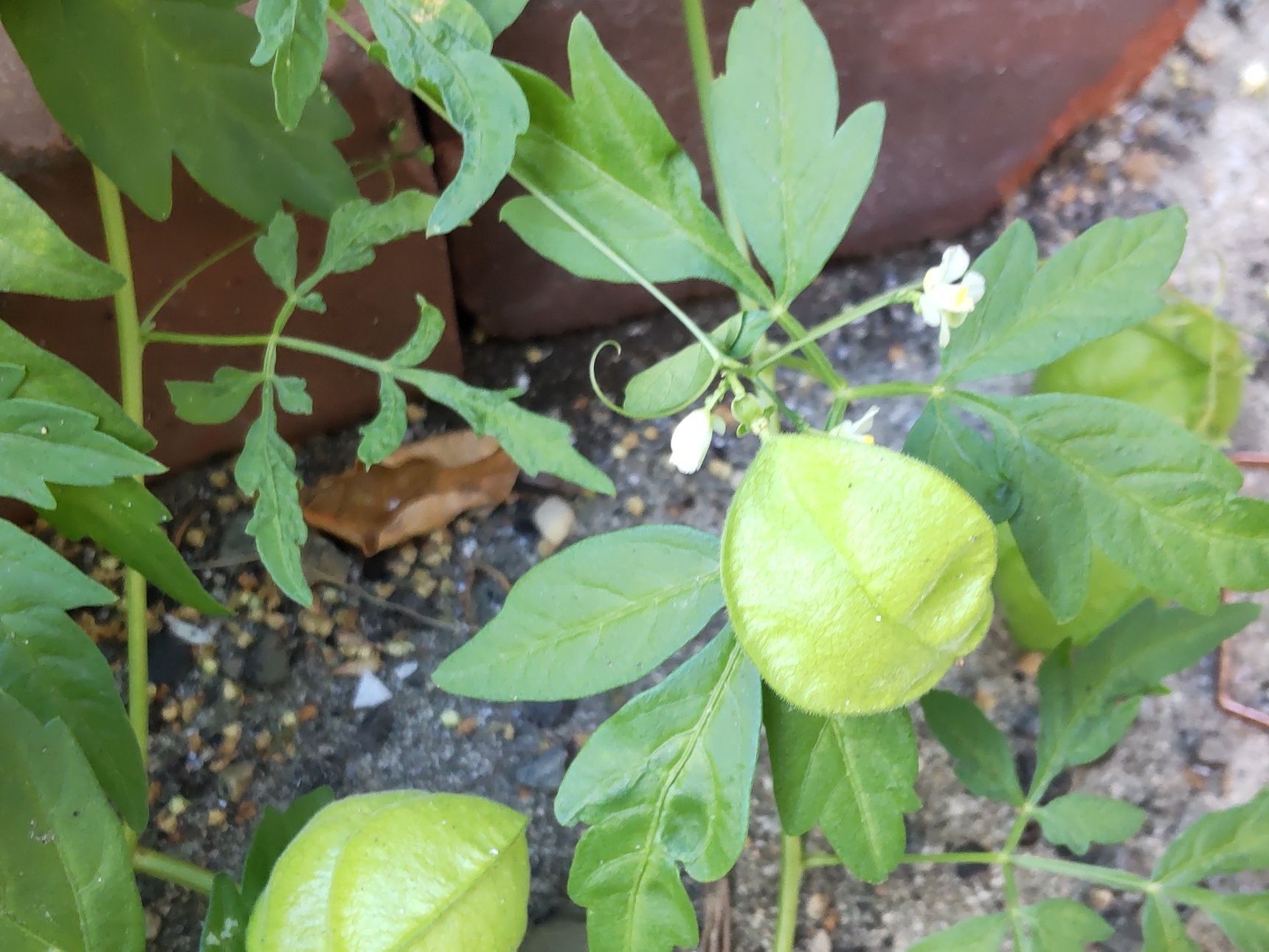 こちらの植物は、「フウセンカズラ（風船葛）」です。