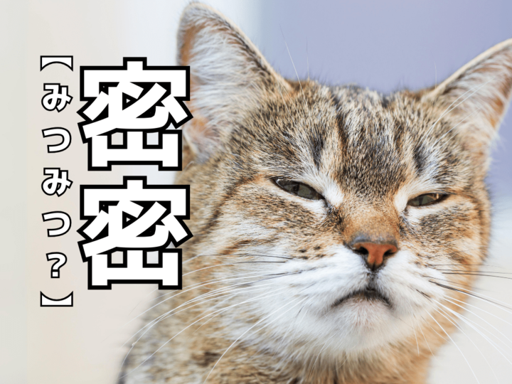 【密密】の意外な読み方わかる?「みつみつ」じゃないですよ!【読めたらスゴイ!漢字クイズ】