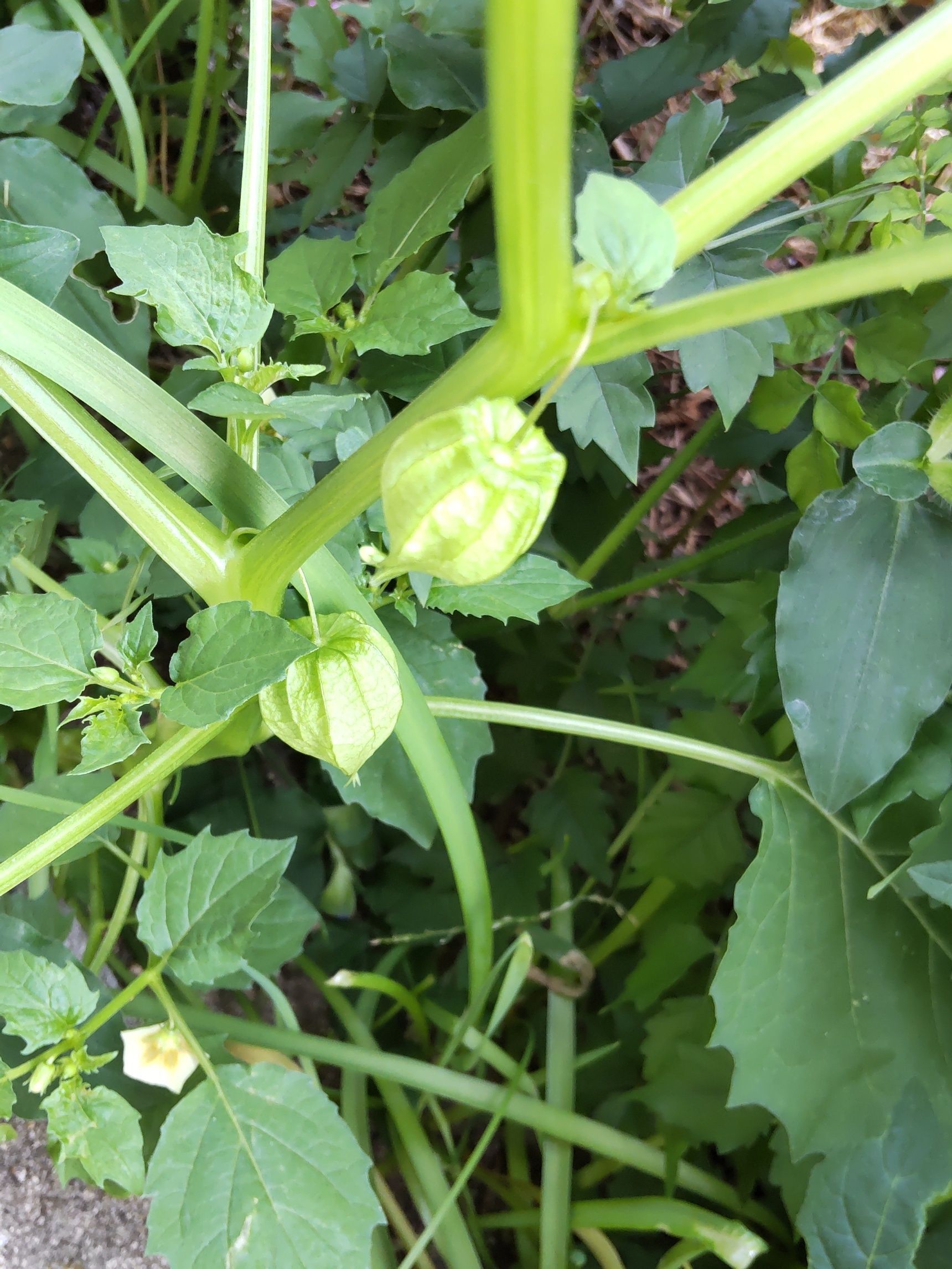 こちらは似ていますが、「ヒロハホオズキ（広葉風鈴酸漿）」です。間違わないで。