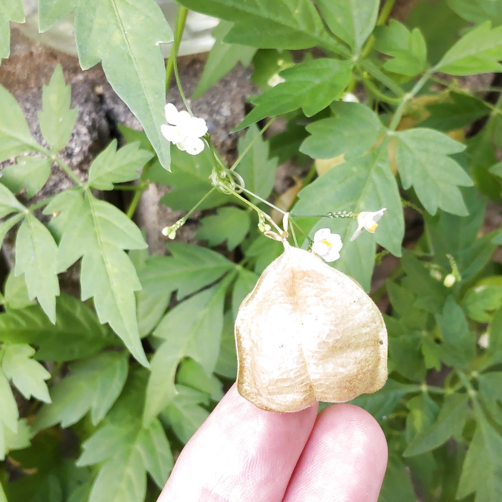 秋には、熟した実の中に3つの種をつけます。その種が、びっくり！黒くて丸い種には、白いハート形の模様が！