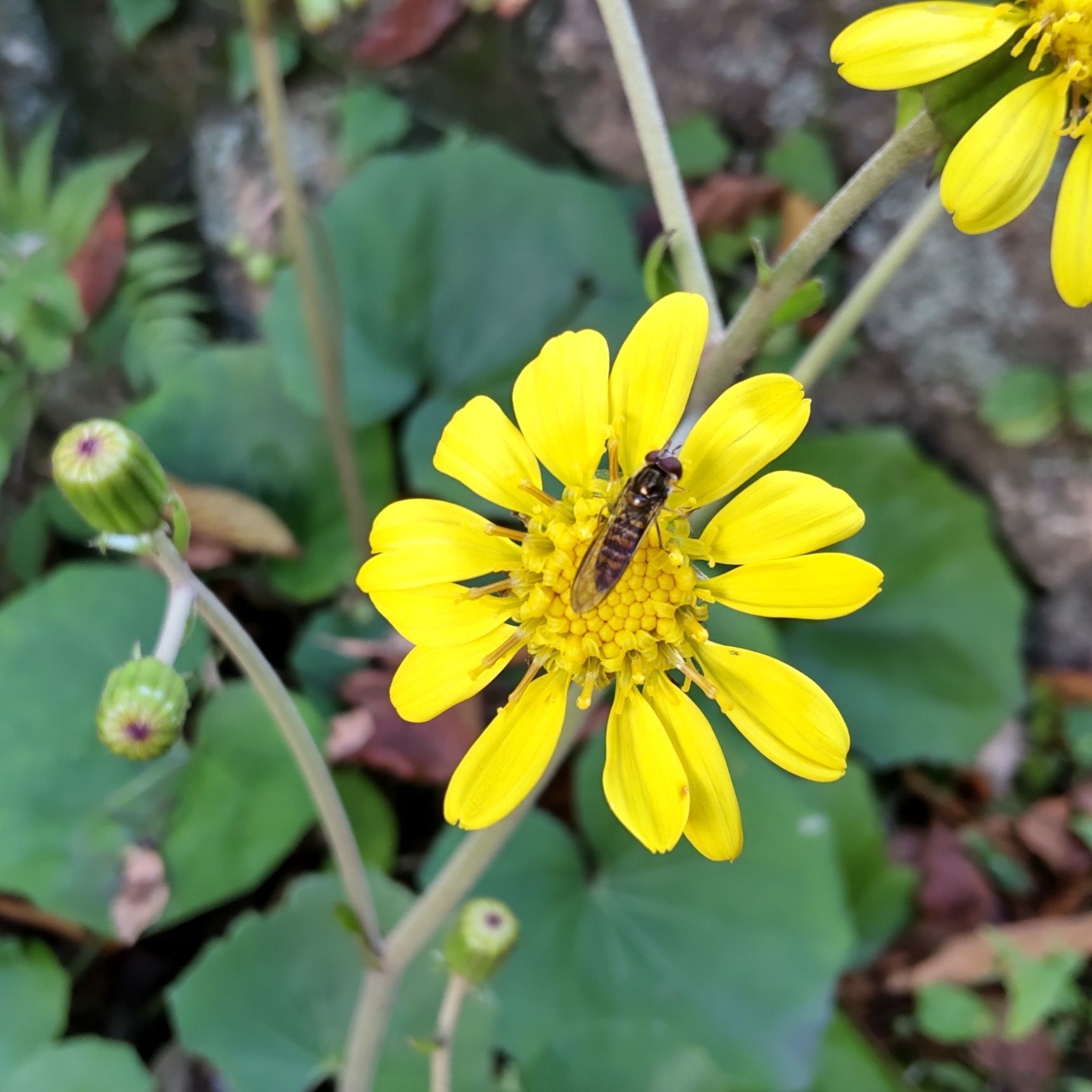 ツワブキの花言葉は「謙譲」「謙遜」「困難に負けない」「愛よ甦れ」「先を見通す能力」