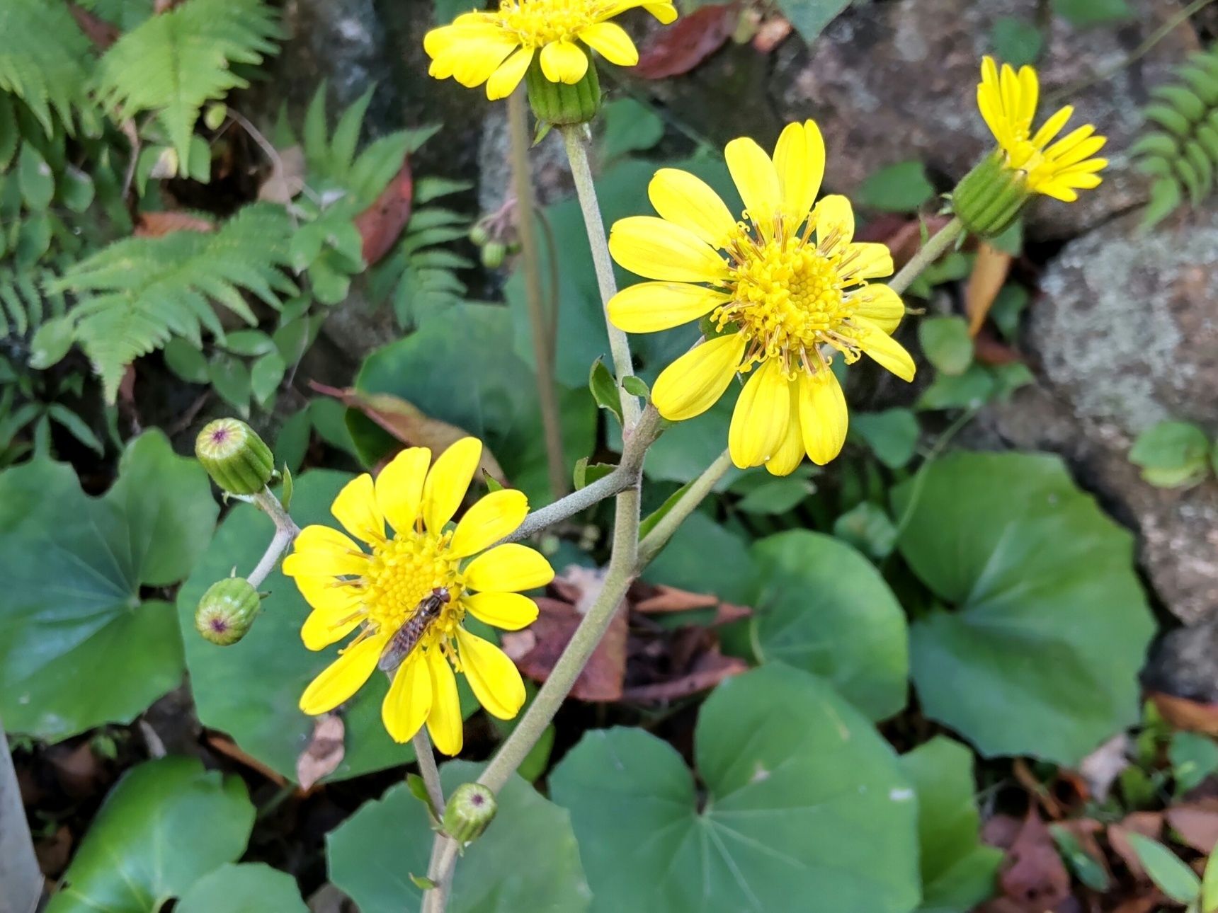 「秋から冬に開花」凄くパワーのあるお花です♡大和撫子っぽい独特な雰囲気のある、可愛いお花