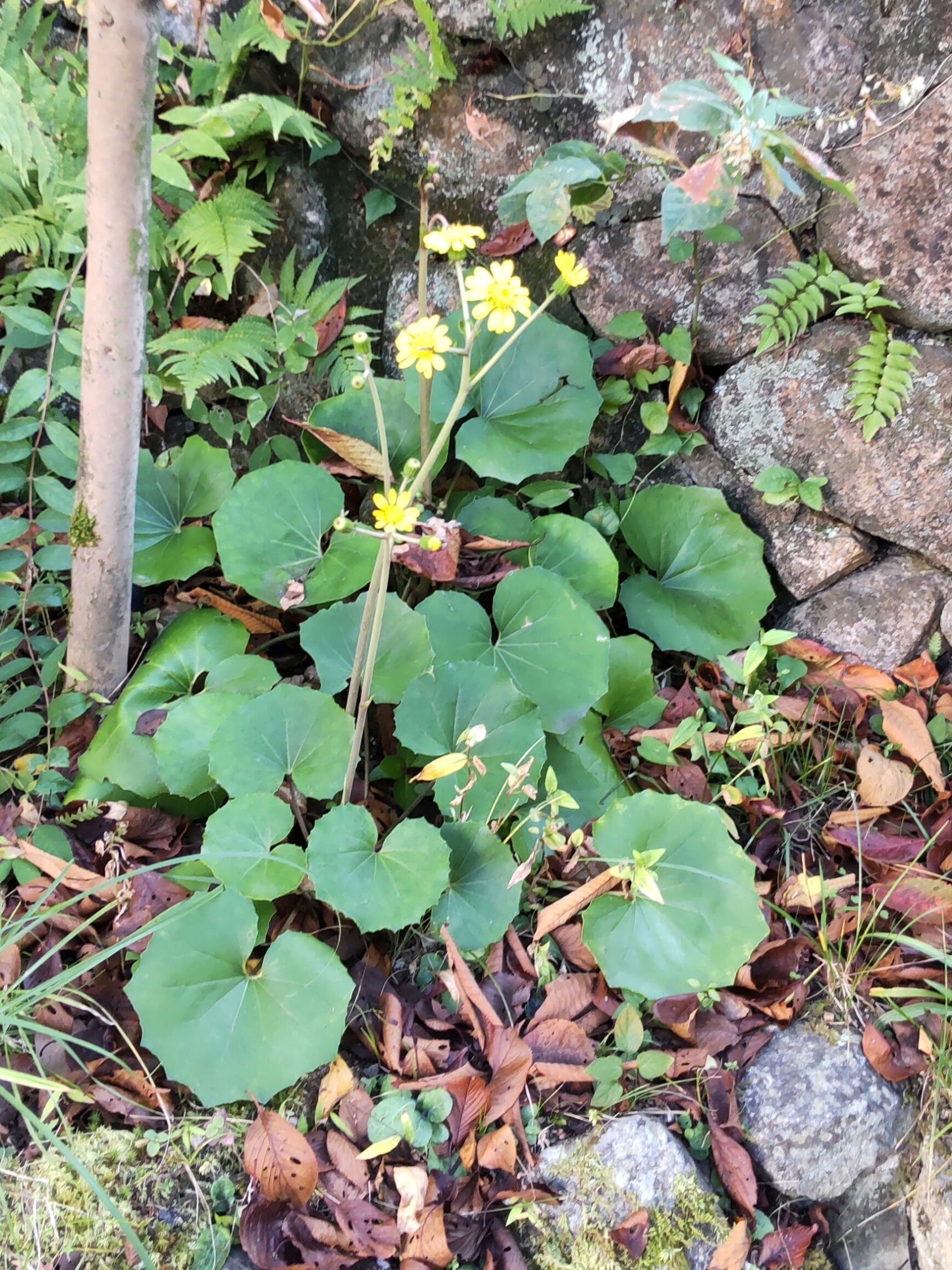 この植物は「ツワブキ（石蕗）」です。有馬温泉散策中に見かけました。秋に、開花。