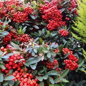 【12月の道端】お子様注意ー！可愛い赤い実だけど、恐ろしいー！危険を招く2つの特徴！