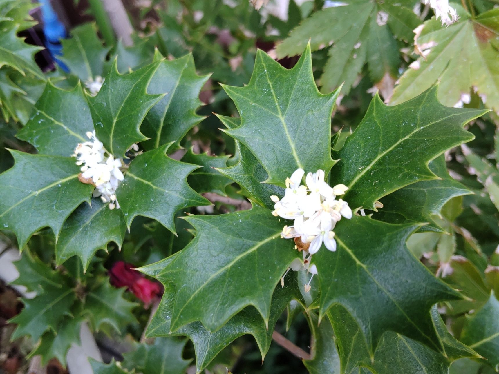 【11月】トゲトゲした「ヒイラギ（柊）」って花が咲くの？香りは？花言葉は？