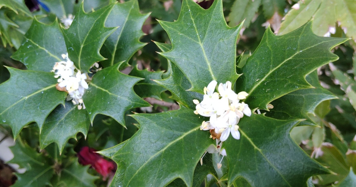 11月】トゲトゲした「ヒイラギ（柊）」って花が咲くの？香りは？花言葉 