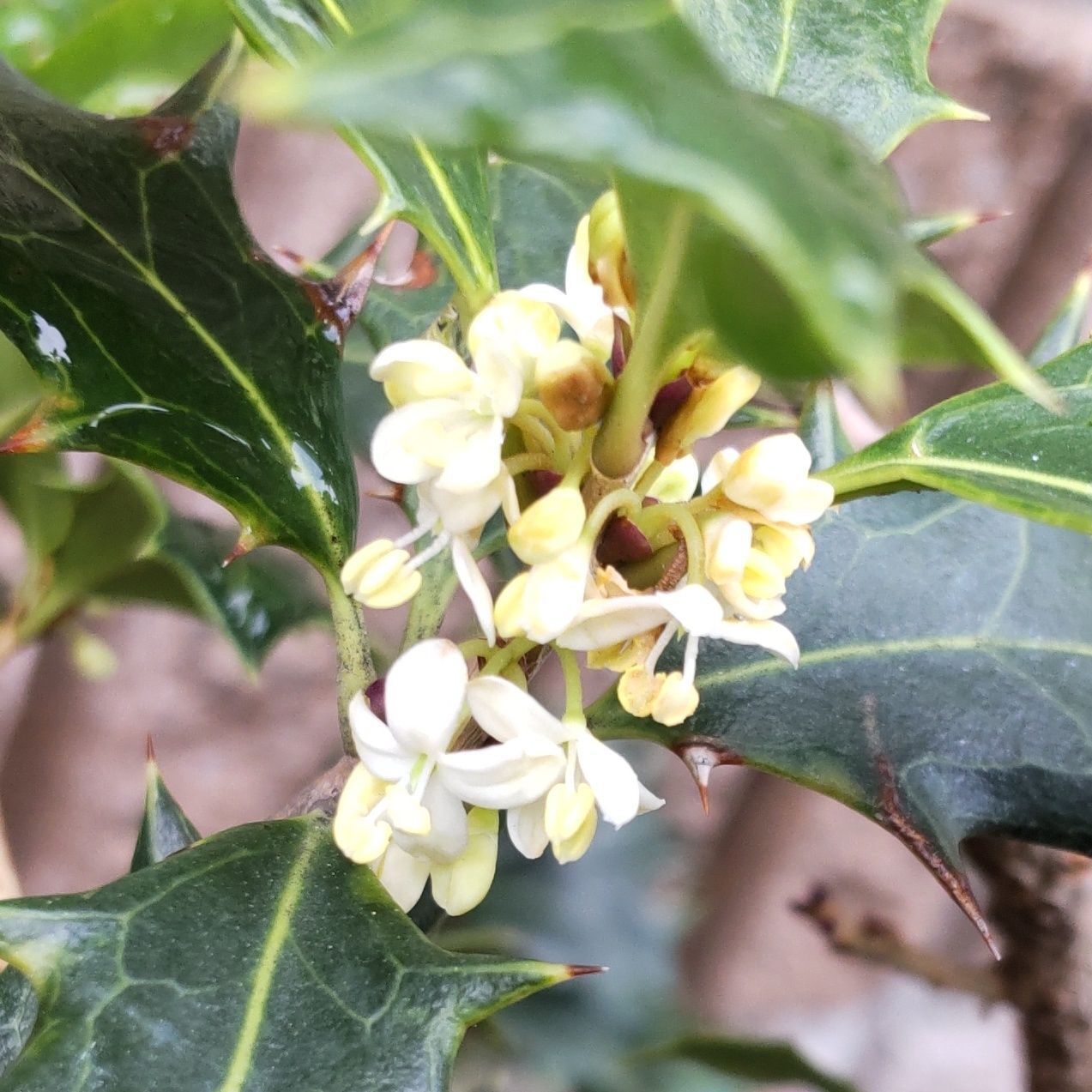 ヒイラギ（柊）の花言葉は「用心深さ」「先見の明」「保護」。初冬の花