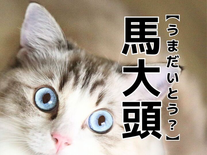 【馬大頭】なんて読む?「うまだいとう」ではないですヨ(笑)【読めたらスゴイ!難読漢字クイズ】