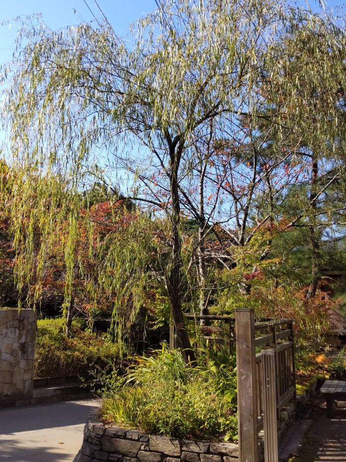 こちらは、有馬温泉散策中に見かけた柳の木です。