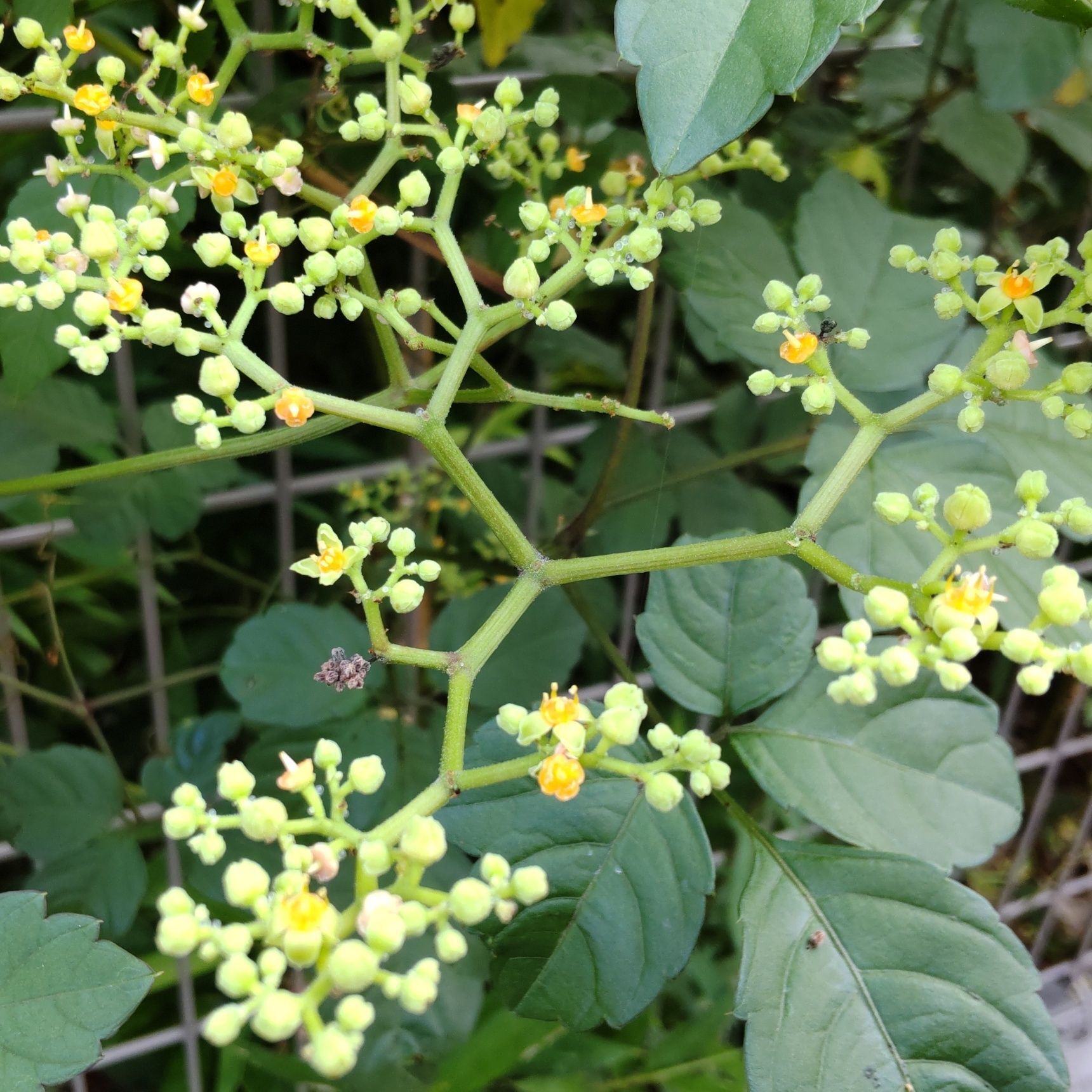 黄色い小さな花が沢山咲いて綺麗ですが、この花が好きな蜂がたくさん集まってきます