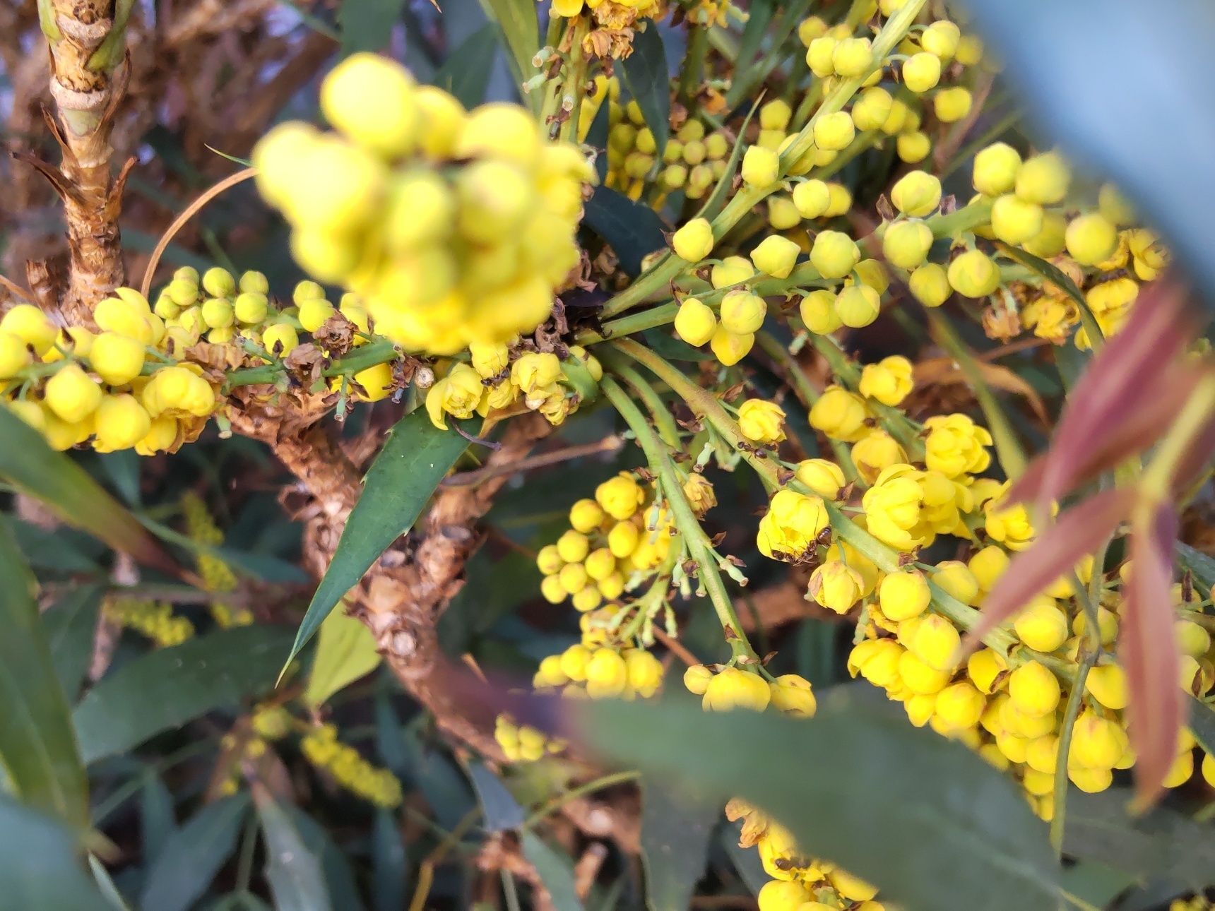 この植物は「ホソバヒイラギナンテン（細葉柊南天）」です