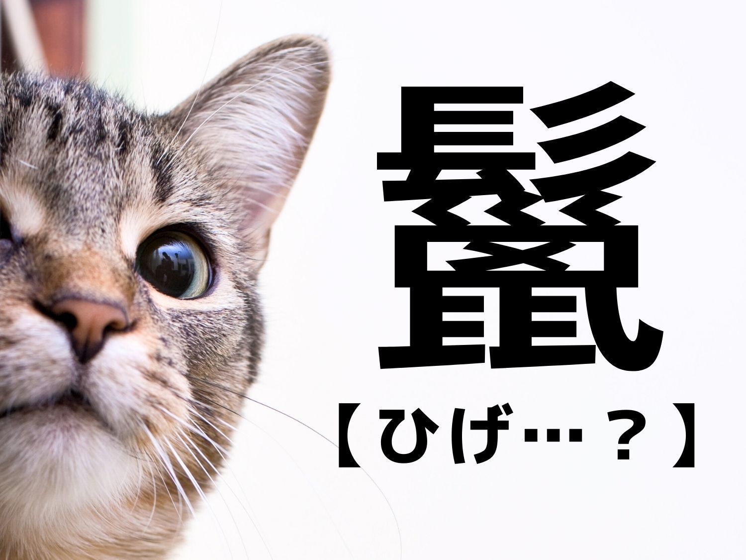 【鬣】って読める？「ひげ…？」ではありませんよ！【読めたらスゴイ！難読漢字クイズ】