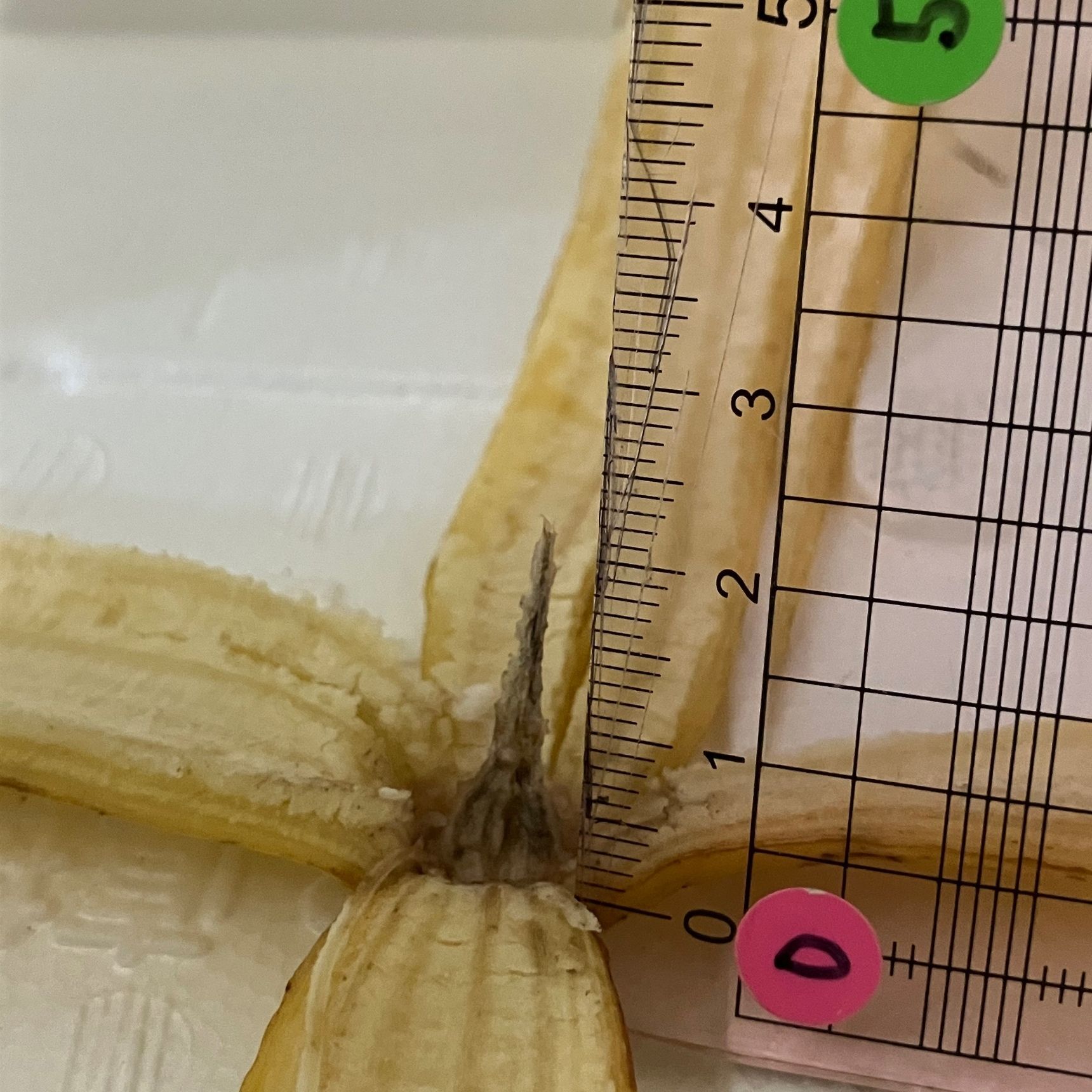 バナナのこの部分、何ですか？