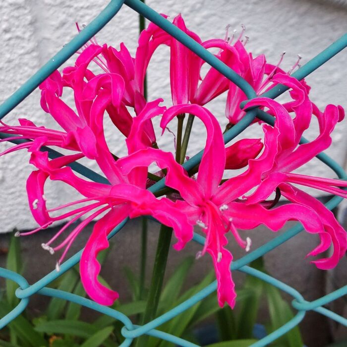 【12月】猛毒のヒガンバナ似の、鮮やかなピンク色の美しいお花の正体は？ヒガンバナとの見分け方は？