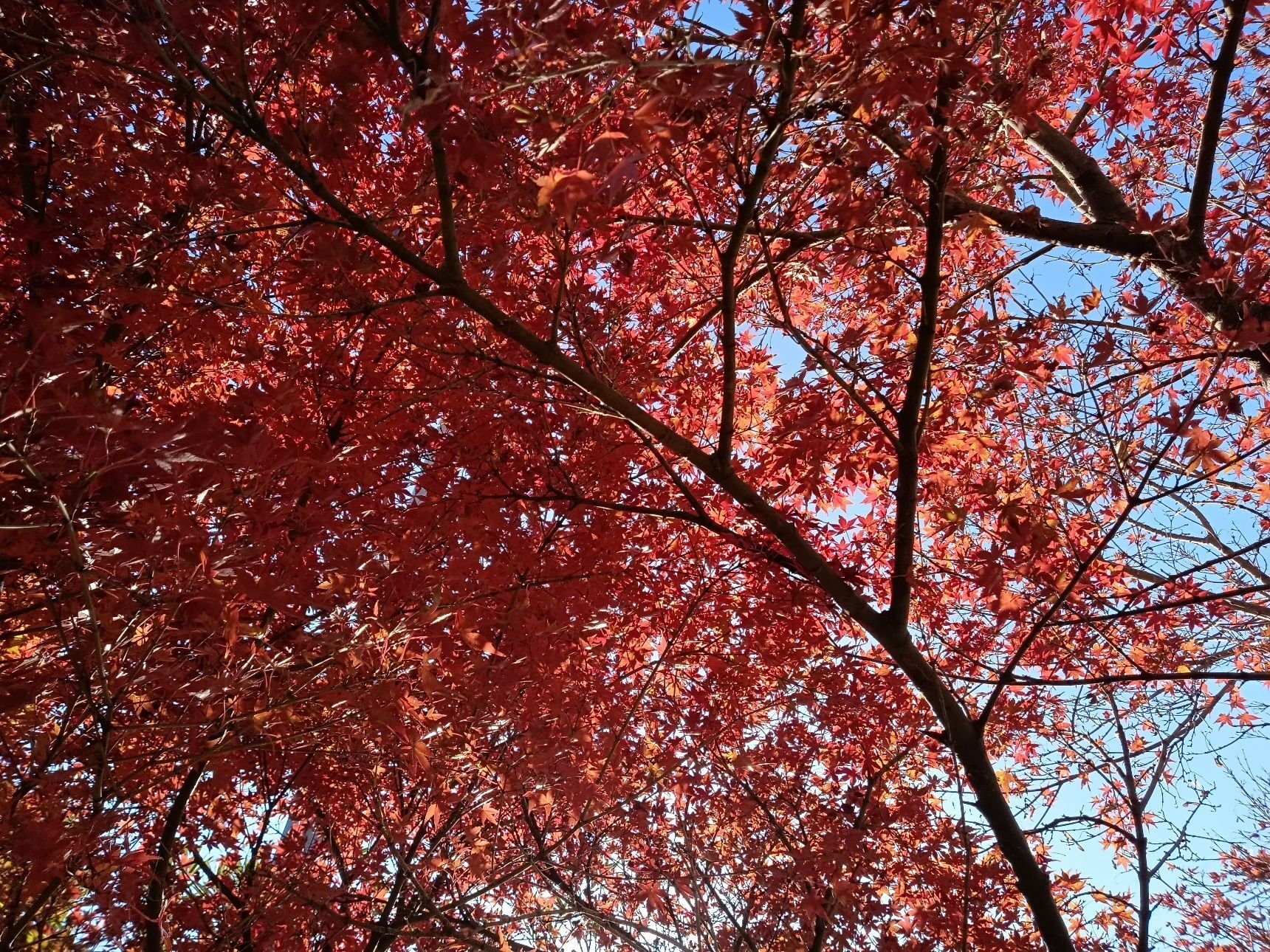 紅葉探索「神戸 獅子ケ池」