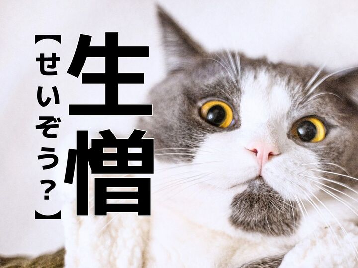 【生憎】を「せいぞう」と読むと笑われます!【読めないと恥ずかしい漢字クイズ】