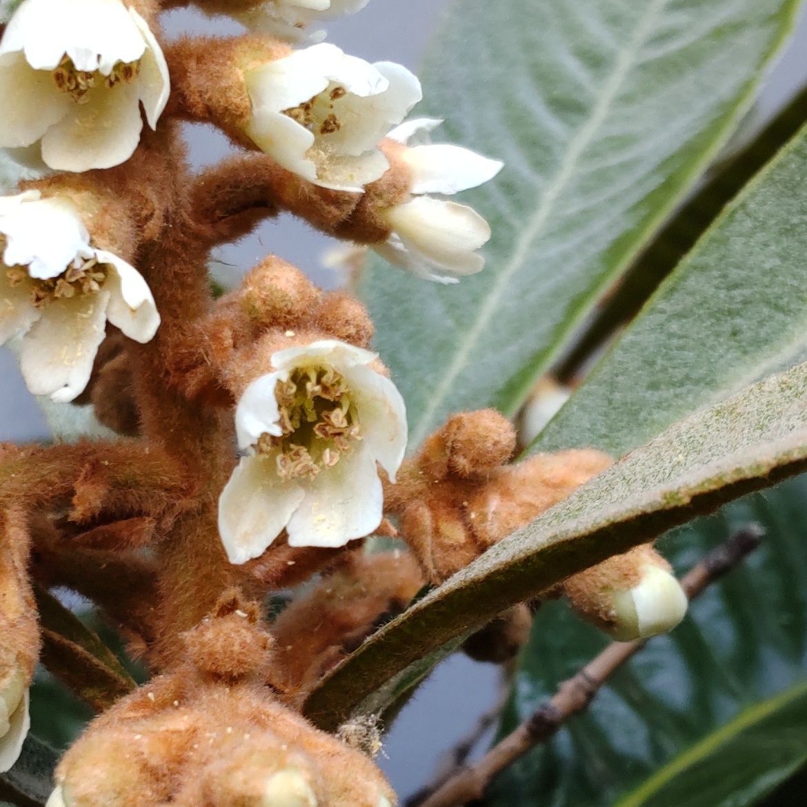 びわの花言葉は「密かな告白」「治癒」「あなたに打ち明ける」「愛の記憶」