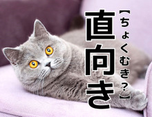 【直向き】を「ちょくむき」と読むと笑われます！【読めないと恥ずかしい漢字クイズ】