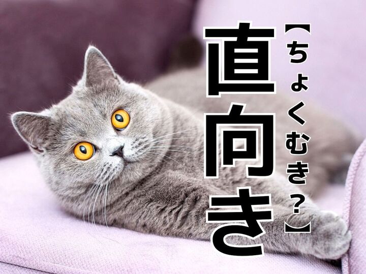 【直向き】を「ちょくむき」と読むと笑われます!【読めないと恥ずかしい漢字クイズ】