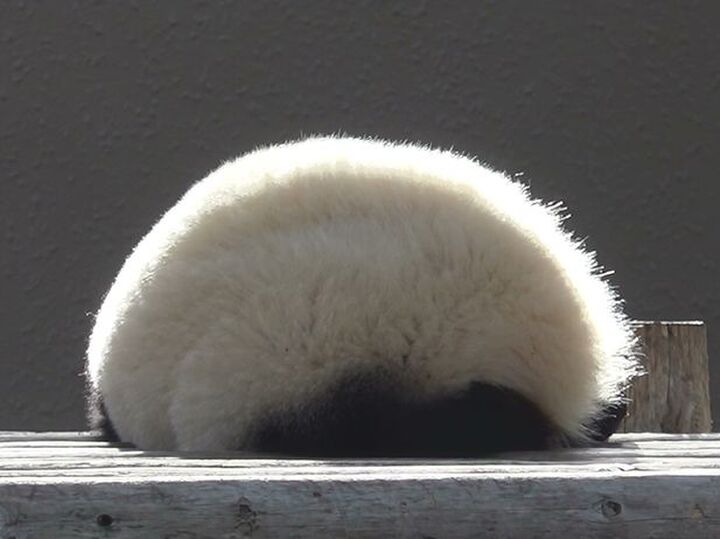 この可愛すぎる後ろ姿は何~~??毎日の疲れを癒すモフモフ寝姿♡