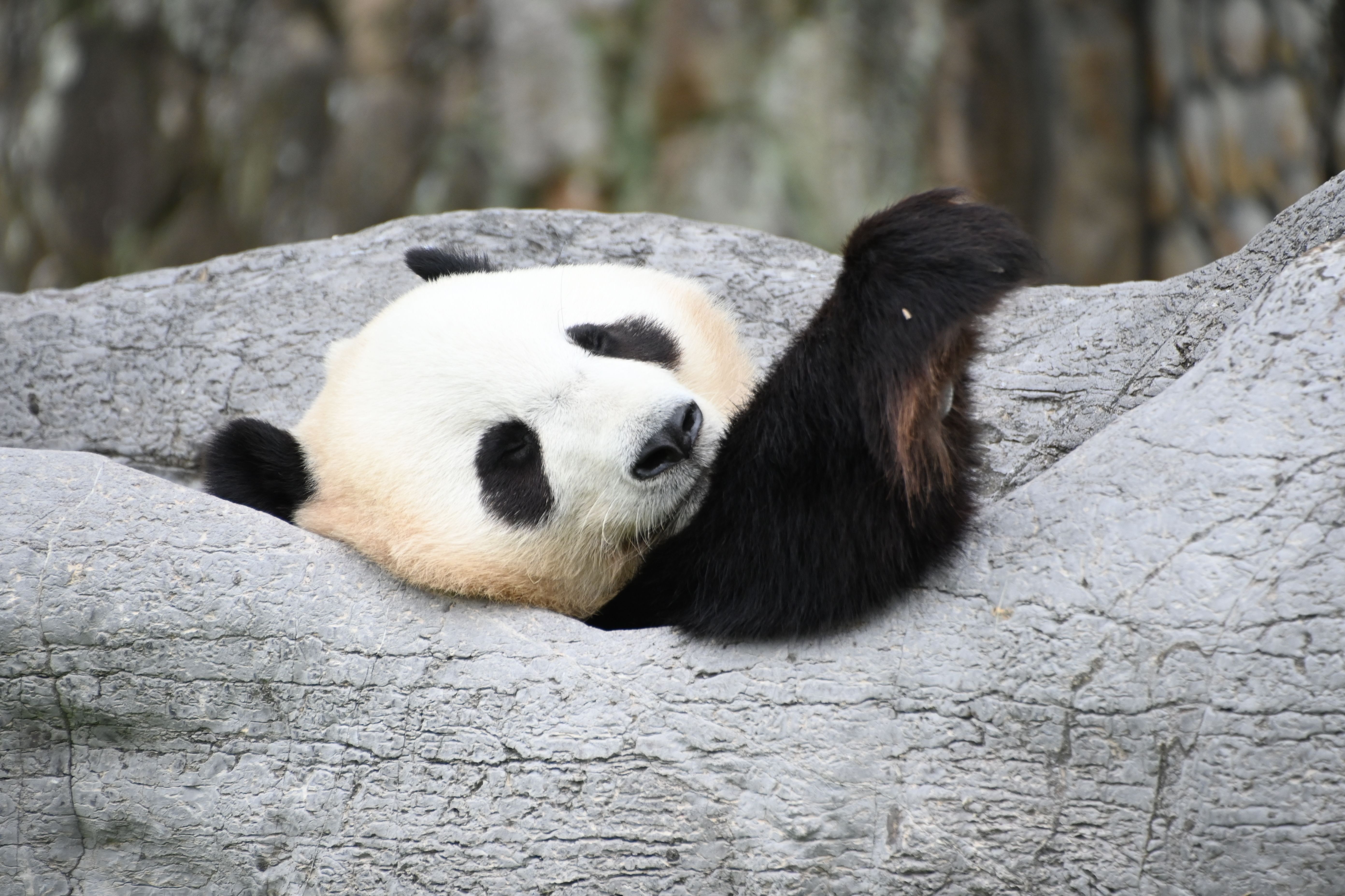 【パンダ】寝姿が可愛すぎ♡毎日の疲れが一気に吹き飛ぶ癒し写真を大量公開♪