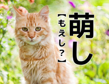 【萌し】を「もえし」と読むと笑われます！【読めないと恥ずかしい漢字クイズ】