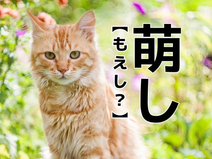 【萌し】を「もえし」と読むと笑われます!【読めないと恥ずかしい漢字クイズ】