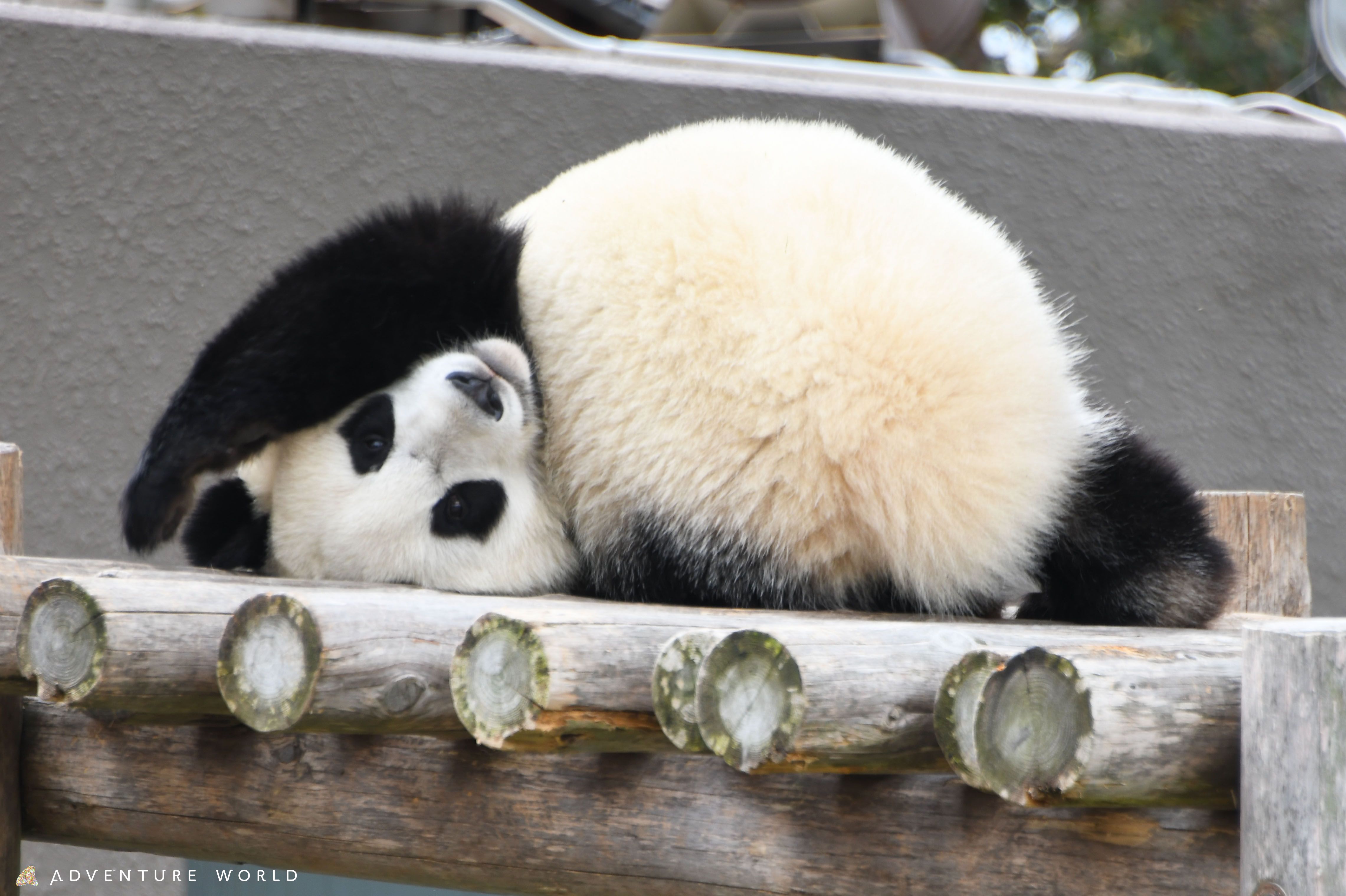 うたた寝パンダ Amazon.co.jp: 村上隆 もののけ京都 図録 うたたね小パンダ 日本語版